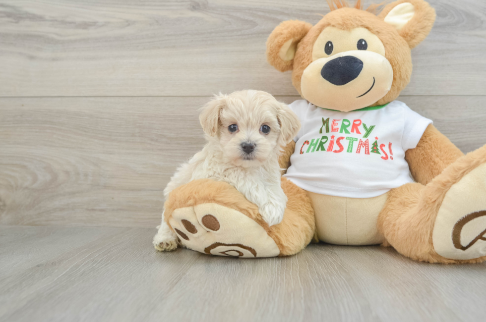 5 week old Maltipoo Puppy For Sale - Florida Fur Babies