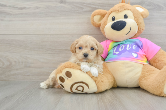 Fluffy Maltipoo Poodle Mix Pup