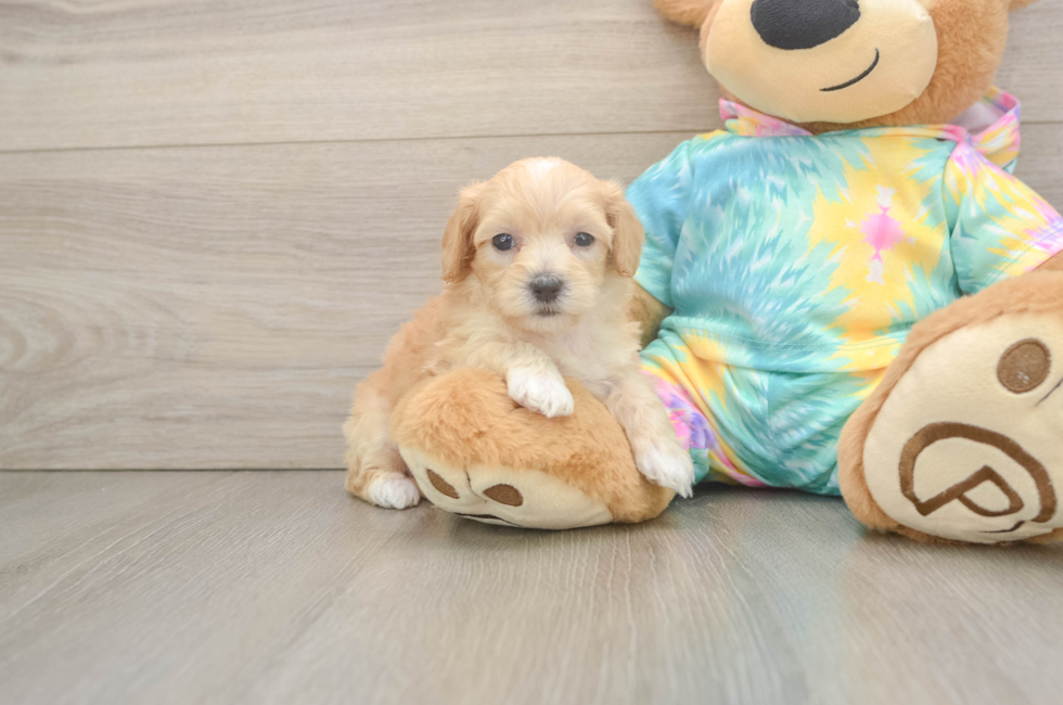 5 week old Maltipoo Puppy For Sale - Florida Fur Babies