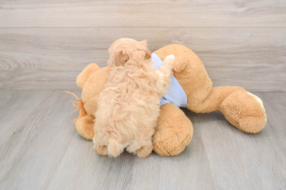 Maltipoo Pup Being Cute