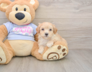 8 week old Maltipoo Puppy For Sale - Florida Fur Babies