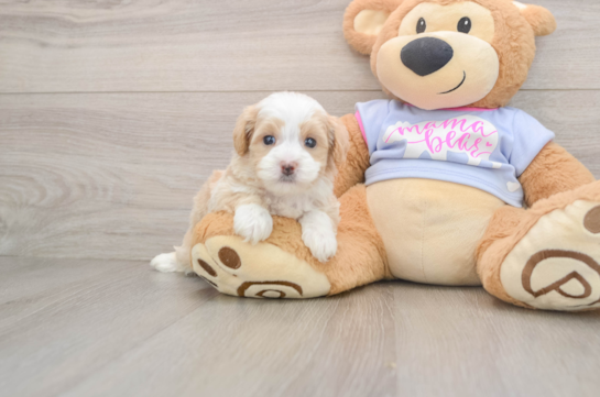 Best Maltipoo Baby