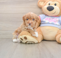 7 week old Maltipoo Puppy For Sale - Florida Fur Babies