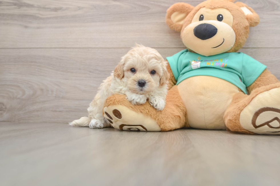 Fluffy Maltipoo Poodle Mix Pup