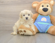 8 week old Maltipoo Puppy For Sale - Florida Fur Babies
