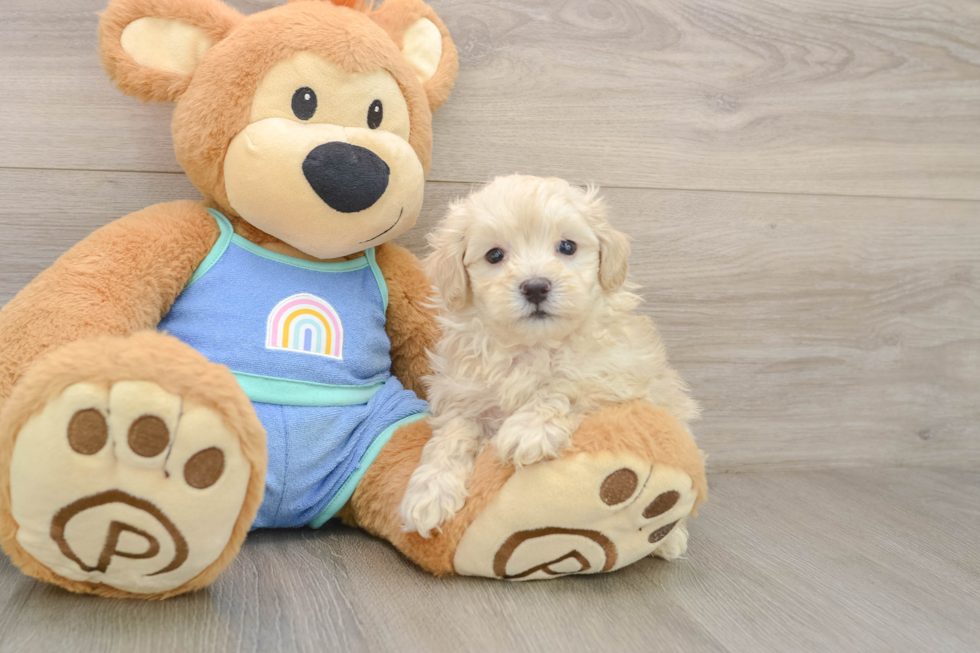 Maltipoo Pup Being Cute