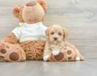 7 week old Maltipoo Puppy For Sale - Florida Fur Babies