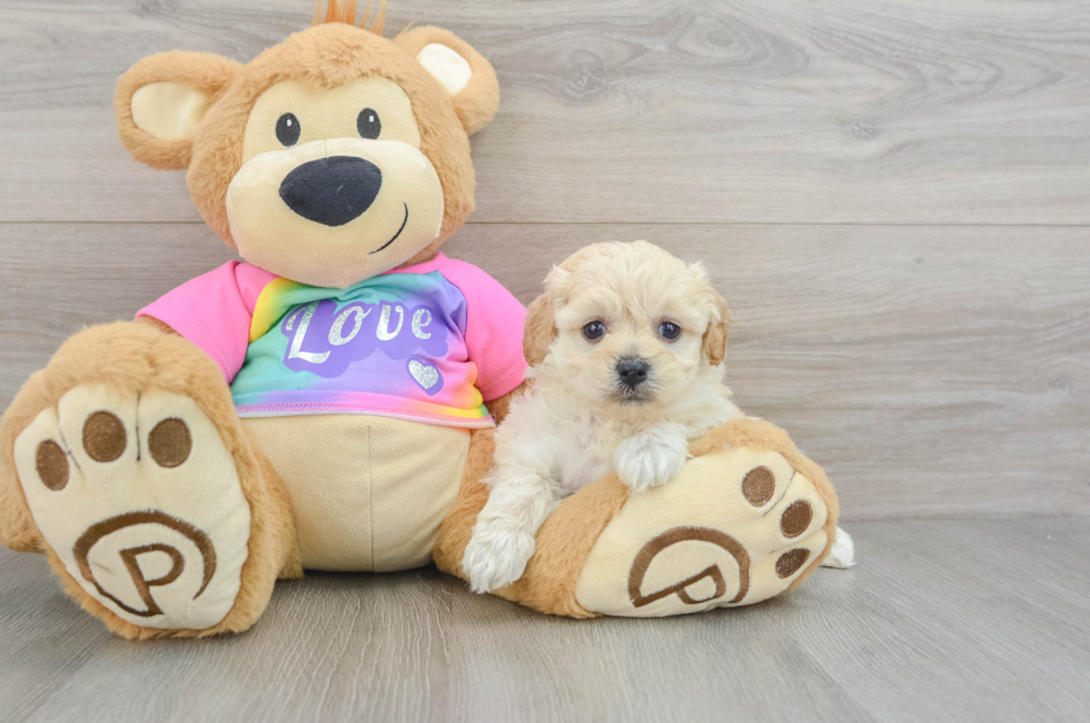 7 week old Maltipoo Puppy For Sale - Florida Fur Babies