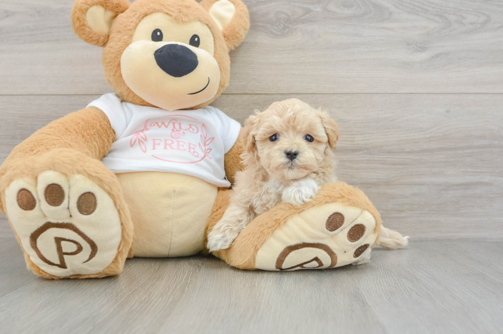 6 week old Maltipoo Puppy For Sale - Florida Fur Babies