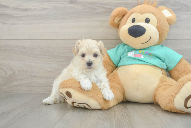 Fluffy Maltipoo Poodle Mix Pup