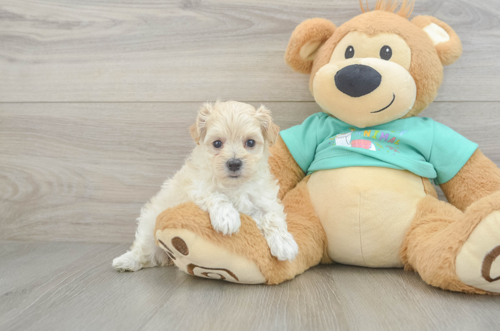 6 week old Maltipoo Puppy For Sale - Florida Fur Babies