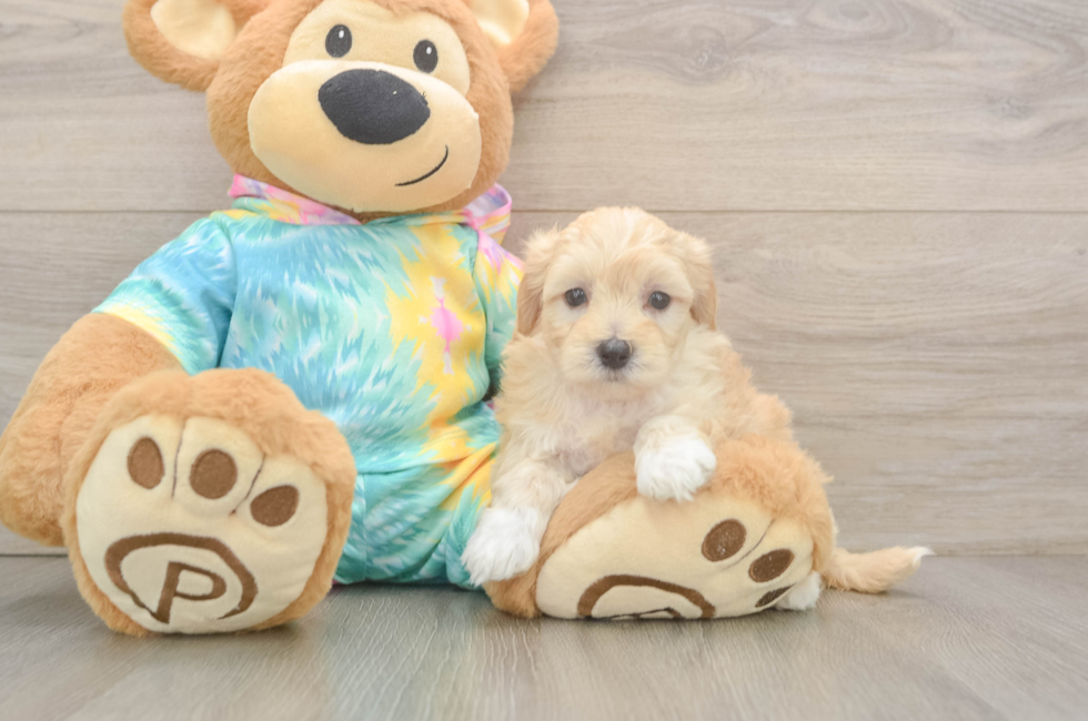 5 week old Maltipoo Puppy For Sale - Florida Fur Babies