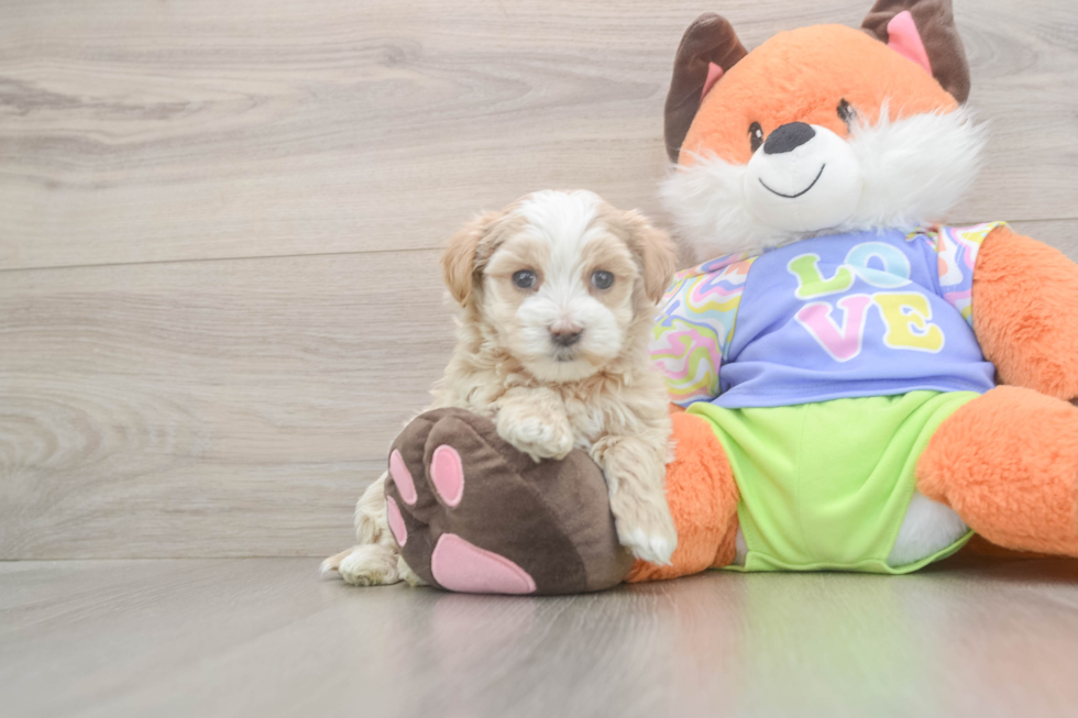 Meet Benzie - our Maltipoo Puppy Photo  2/3 - Florida Fur Babies Maltipoo Pup Being Cute