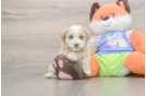Meet Benzie - our Maltipoo Puppy Photo  2/3 - Florida Fur Babies Maltipoo Pup Being Cute