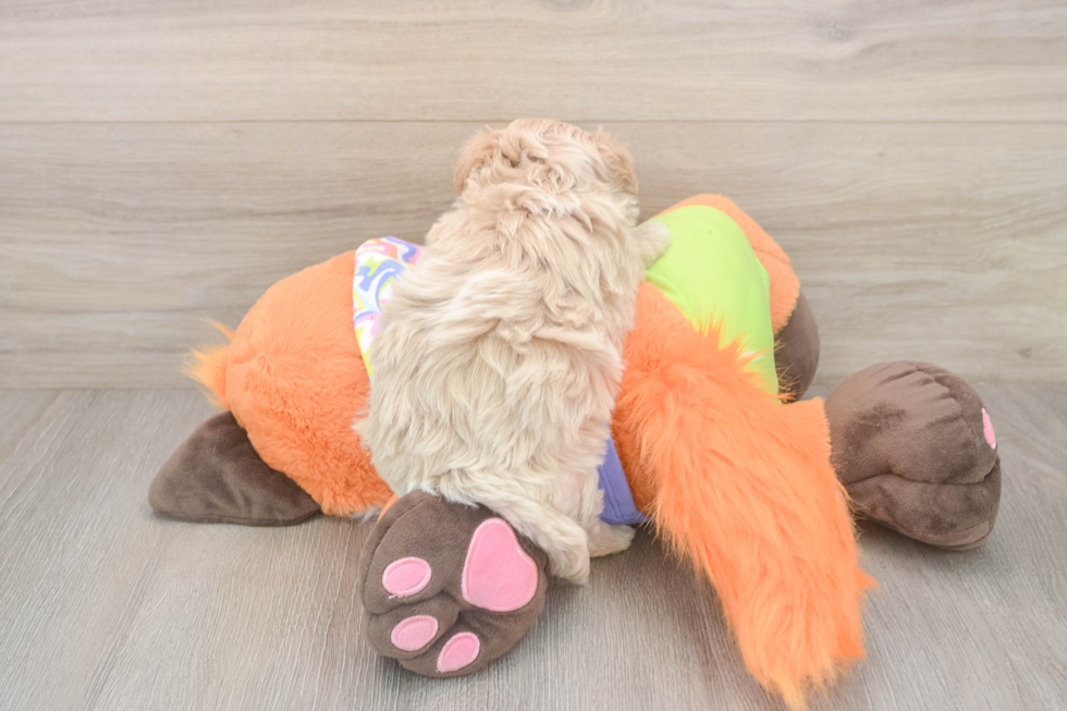 Meet Benzie - our Maltipoo Puppy Photo  3/3 - Florida Fur Babies Maltipoo Puppy for Adoption