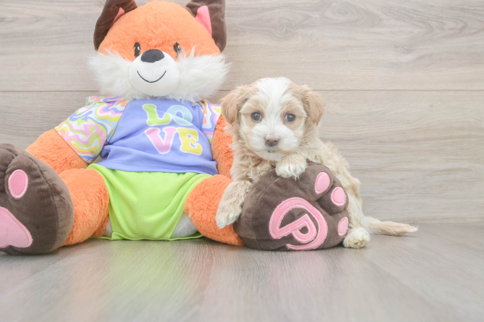 Meet Benzie - our Maltipoo Puppy Photo  1/3 - Florida Fur Babies Best Maltipoo Baby