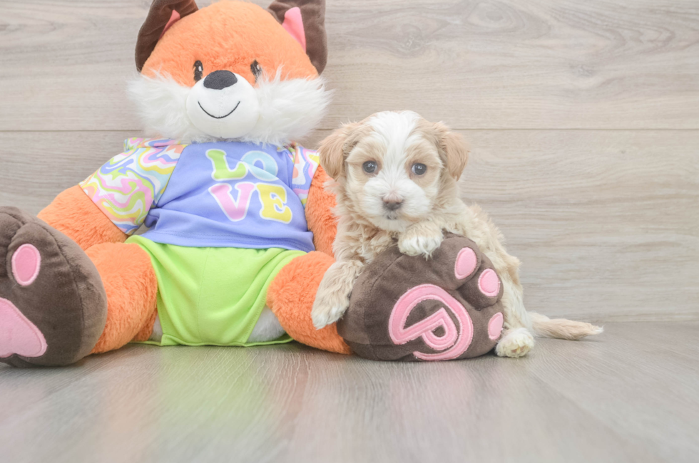 5 week old Maltipoo Puppy For Sale - Florida Fur Babies