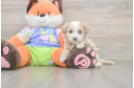 Meet Benzie - our Maltipoo Puppy Photo  1/3 - Florida Fur Babies Best Maltipoo Baby
