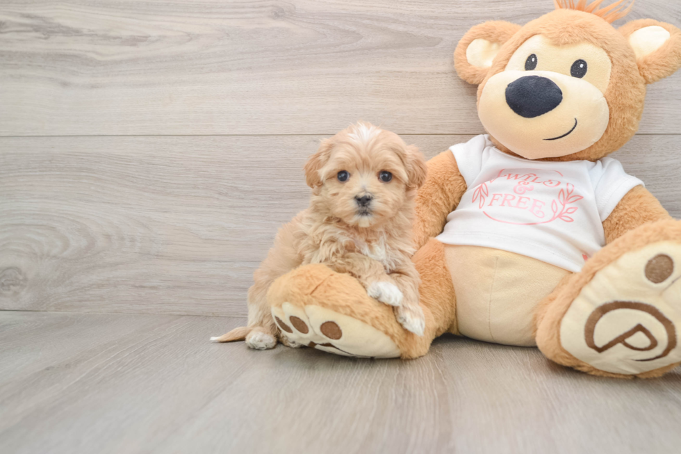 Energetic Maltidoodle Poodle Mix Puppy