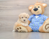 8 week old Maltipoo Puppy For Sale - Florida Fur Babies