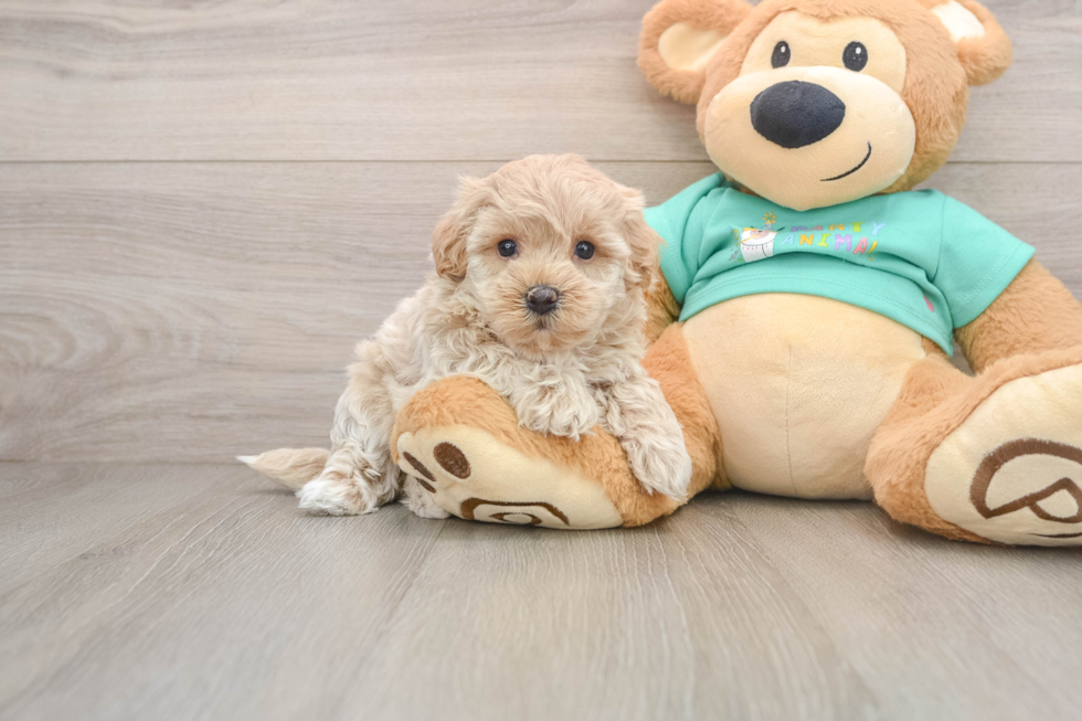 Popular Maltipoo Poodle Mix Pup