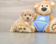 8 week old Maltipoo Puppy For Sale - Florida Fur Babies