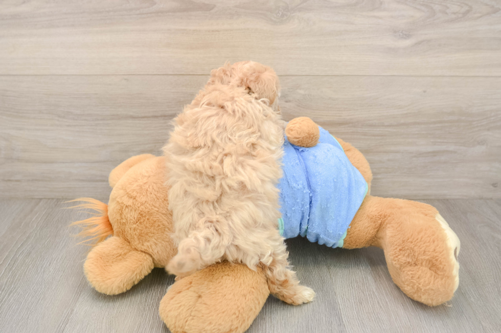 Maltipoo Puppy for Adoption