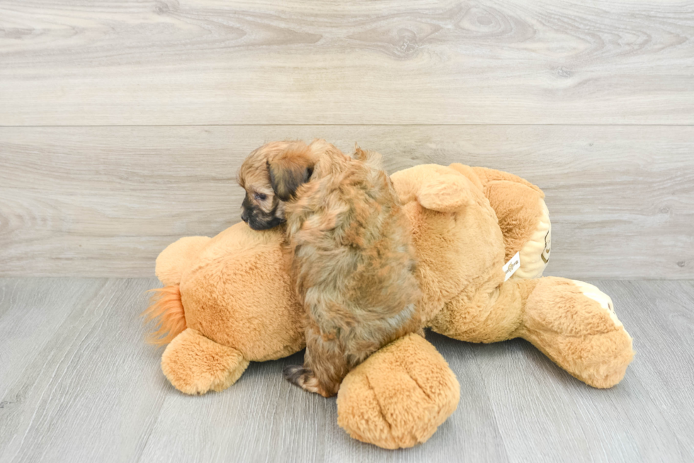 Maltipoo Pup Being Cute