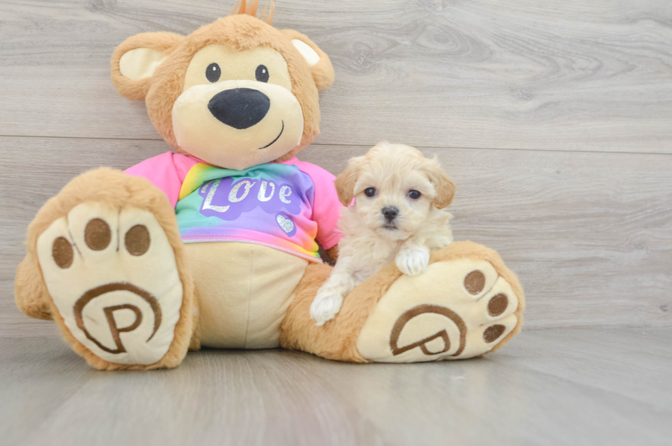 7 week old Maltipoo Puppy For Sale - Florida Fur Babies