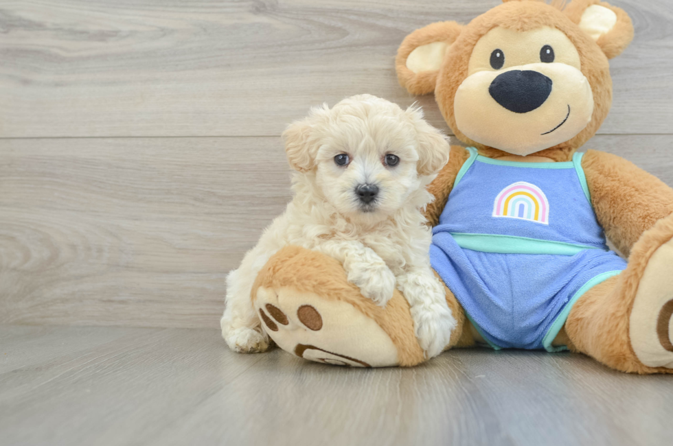 6 week old Maltipoo Puppy For Sale - Florida Fur Babies
