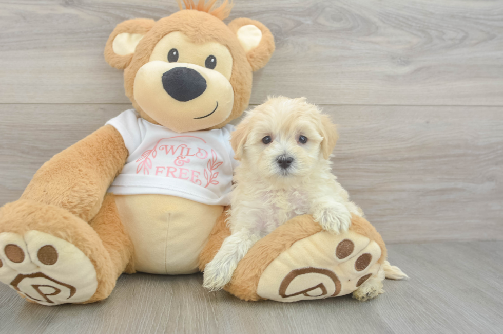 6 week old Maltipoo Puppy For Sale - Florida Fur Babies