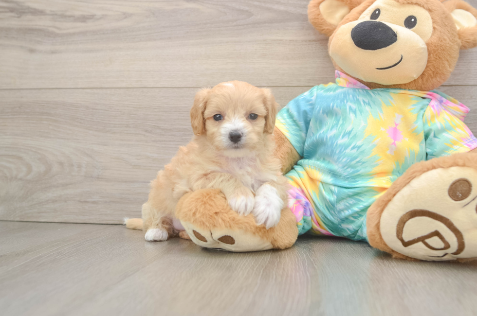 5 week old Maltipoo Puppy For Sale - Florida Fur Babies