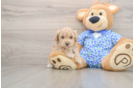 Hypoallergenic Maltidoodle Poodle Mix Puppy