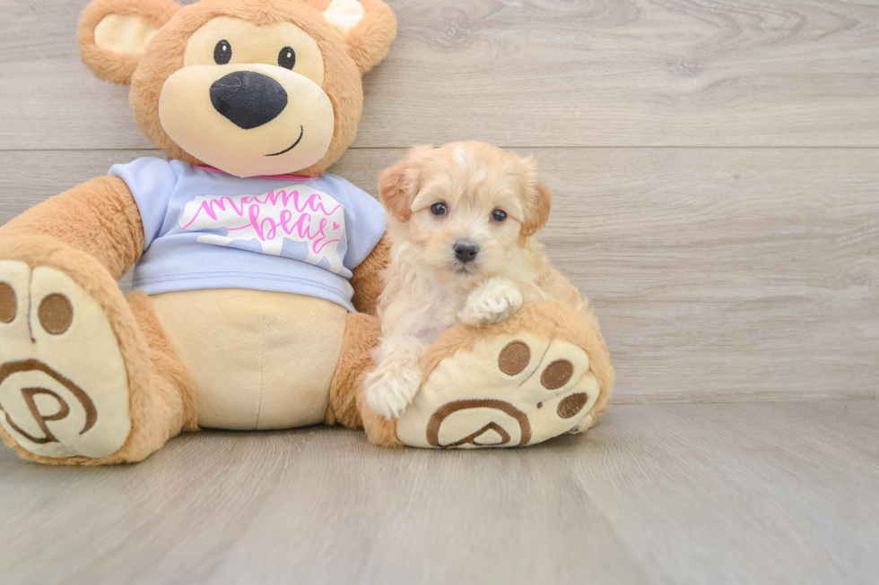 Best Maltipoo Baby