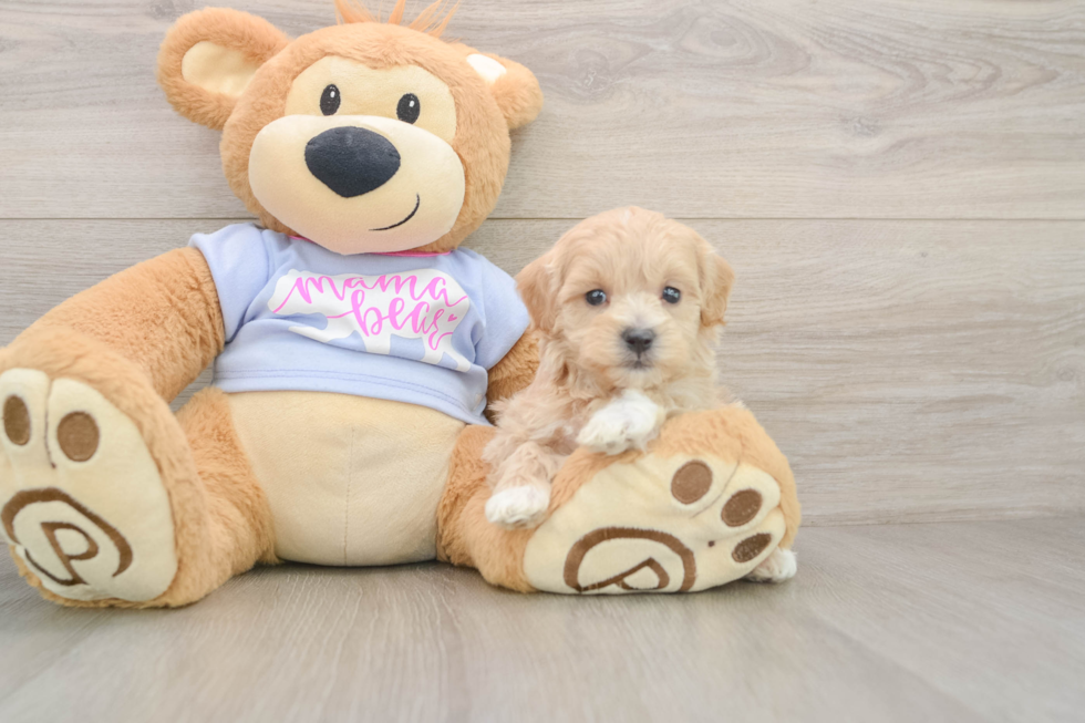 Playful Malt a Poo Poodle Mix Puppy