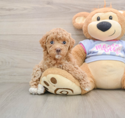 7 week old Maltipoo Puppy For Sale - Florida Fur Babies