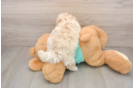 Maltipoo Puppy for Adoption