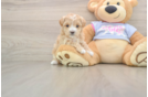 Maltipoo Puppy for Adoption