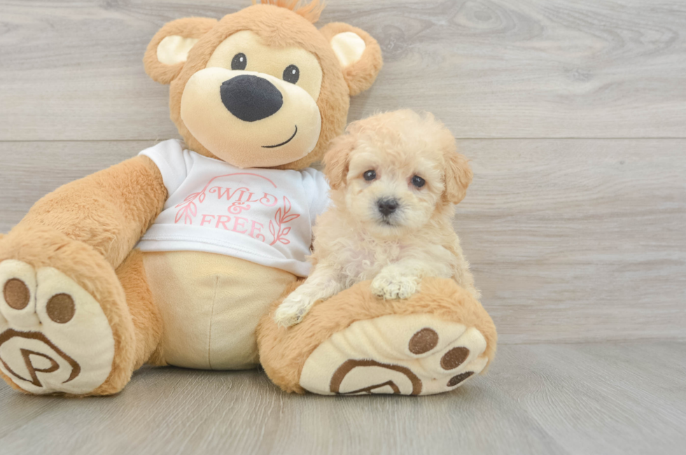 6 week old Maltipoo Puppy For Sale - Florida Fur Babies