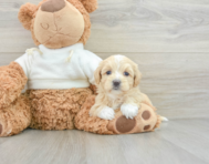 7 week old Maltipoo Puppy For Sale - Florida Fur Babies