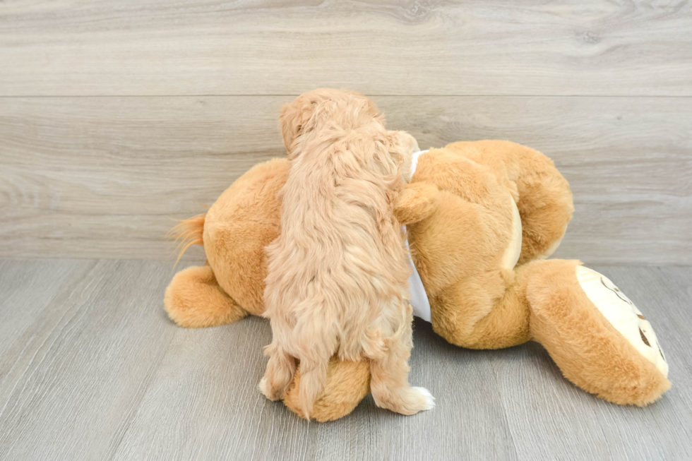 Maltipoo Pup Being Cute