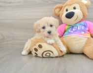 8 week old Maltipoo Puppy For Sale - Florida Fur Babies