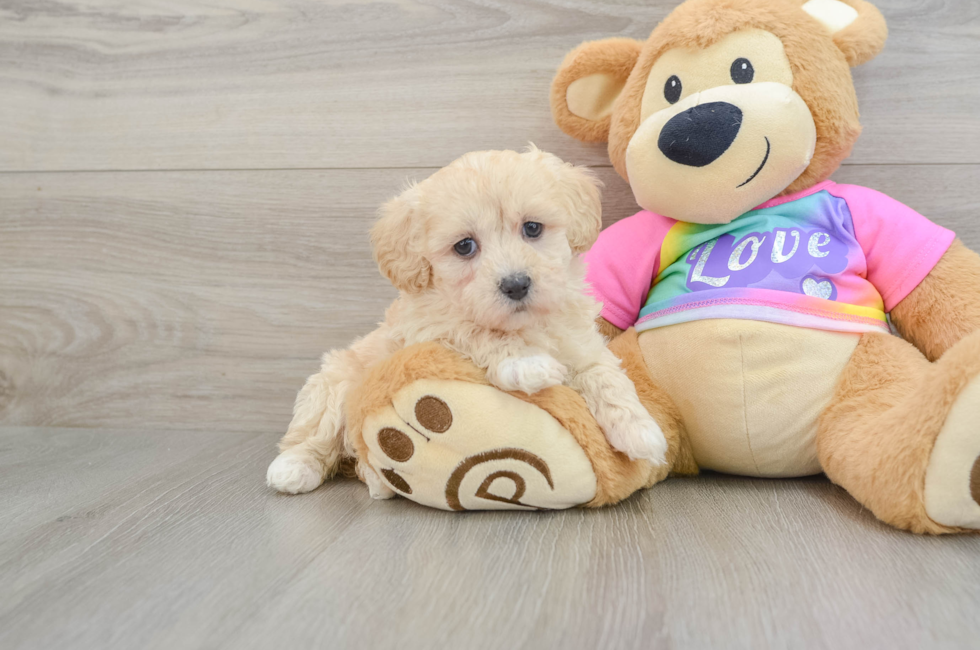 8 week old Maltipoo Puppy For Sale - Florida Fur Babies