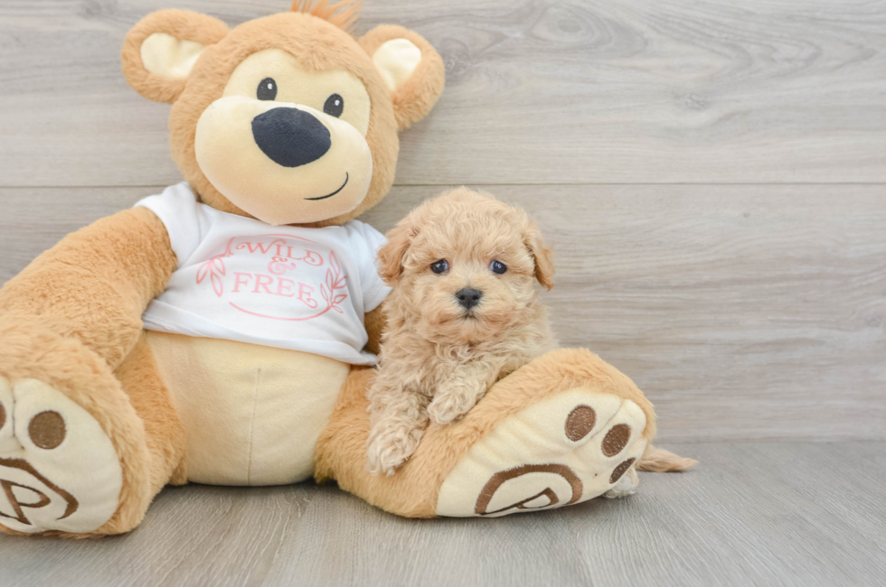 6 week old Maltipoo Puppy For Sale - Florida Fur Babies