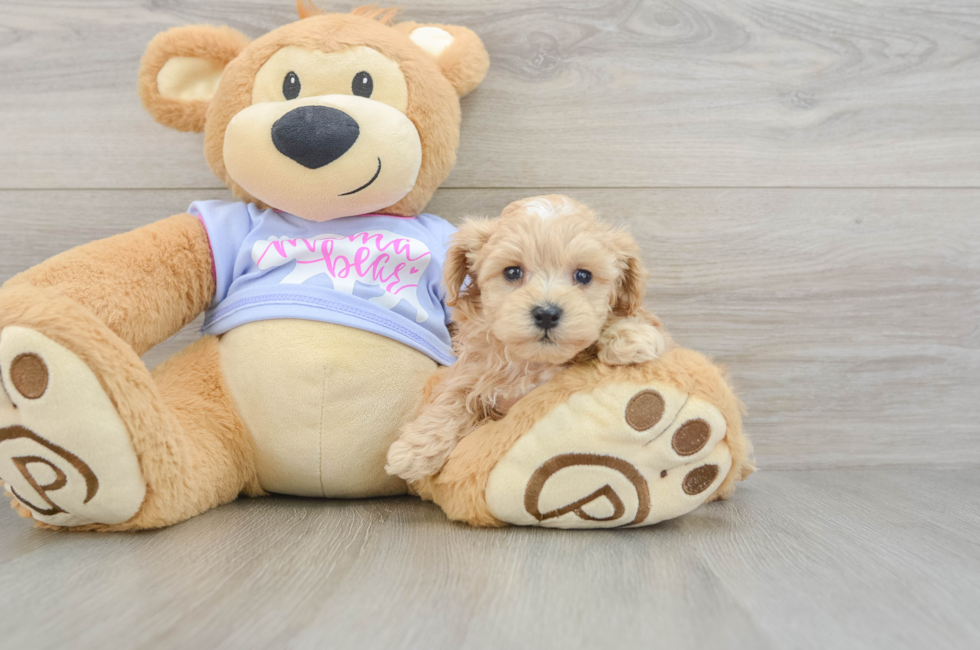 5 week old Maltipoo Puppy For Sale - Florida Fur Babies