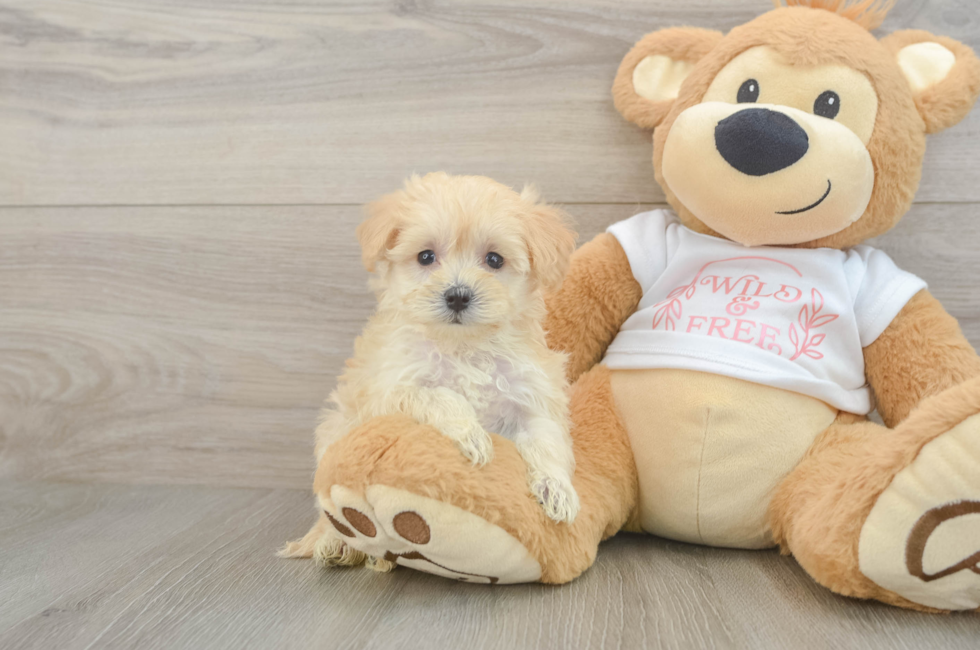 6 week old Maltipoo Puppy For Sale - Florida Fur Babies