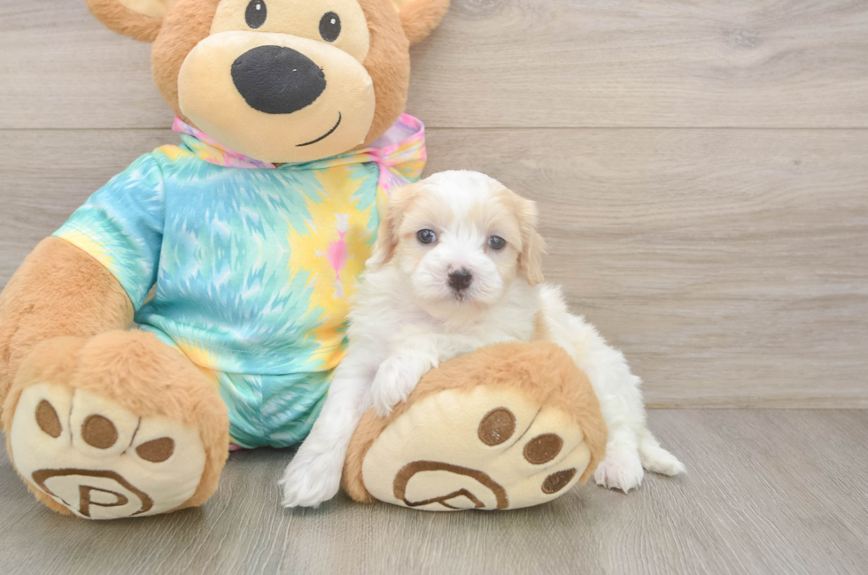 5 week old Maltipoo Puppy For Sale - Florida Fur Babies