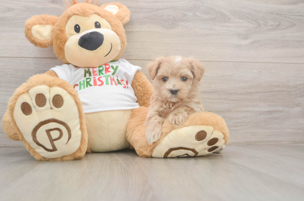 5 week old Maltipoo Puppy For Sale - Florida Fur Babies