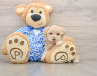 9 week old Maltipoo Puppy For Sale - Florida Fur Babies
