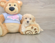 9 week old Maltipoo Puppy For Sale - Florida Fur Babies
